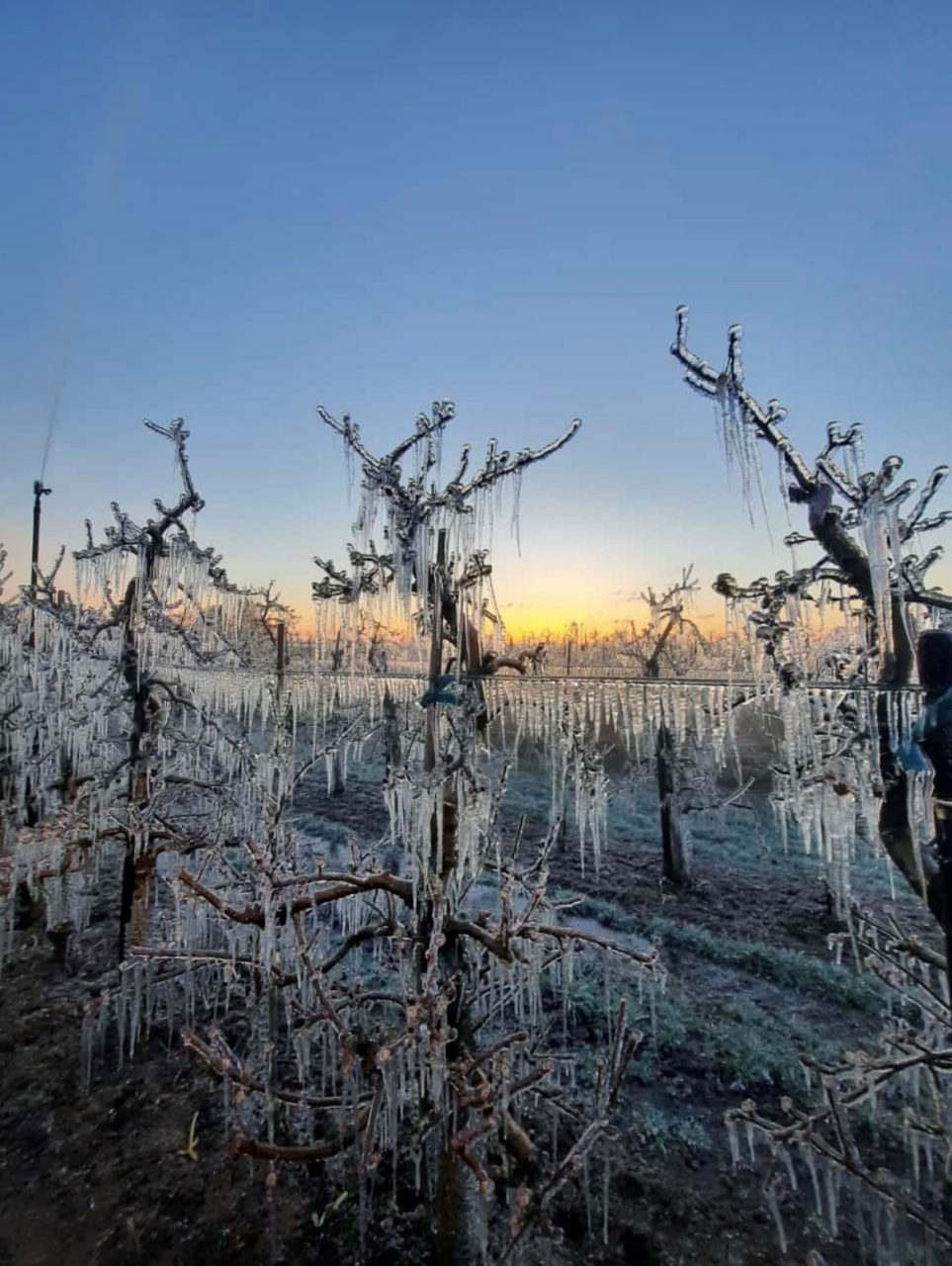 Vegetations-Entwicklung und Frostschutz