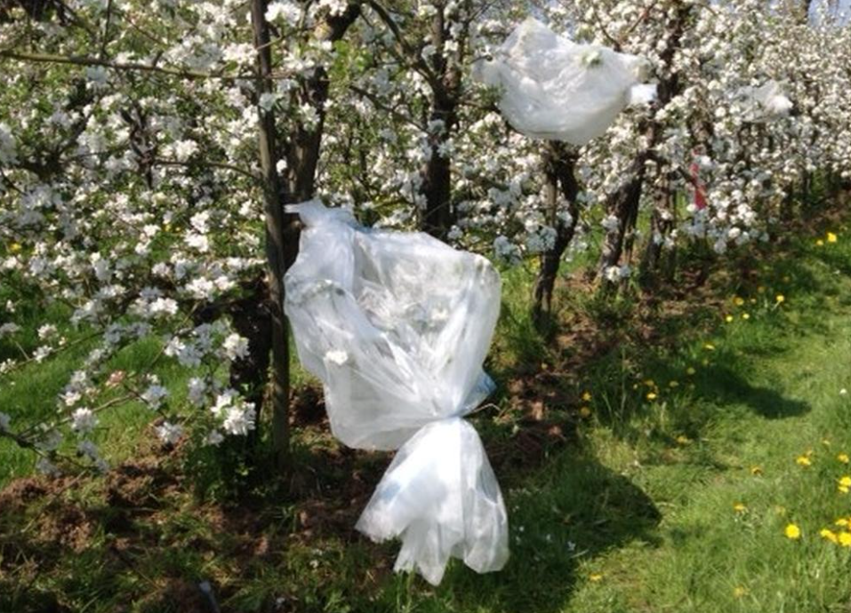 Züchtung neuer Apfelsorten