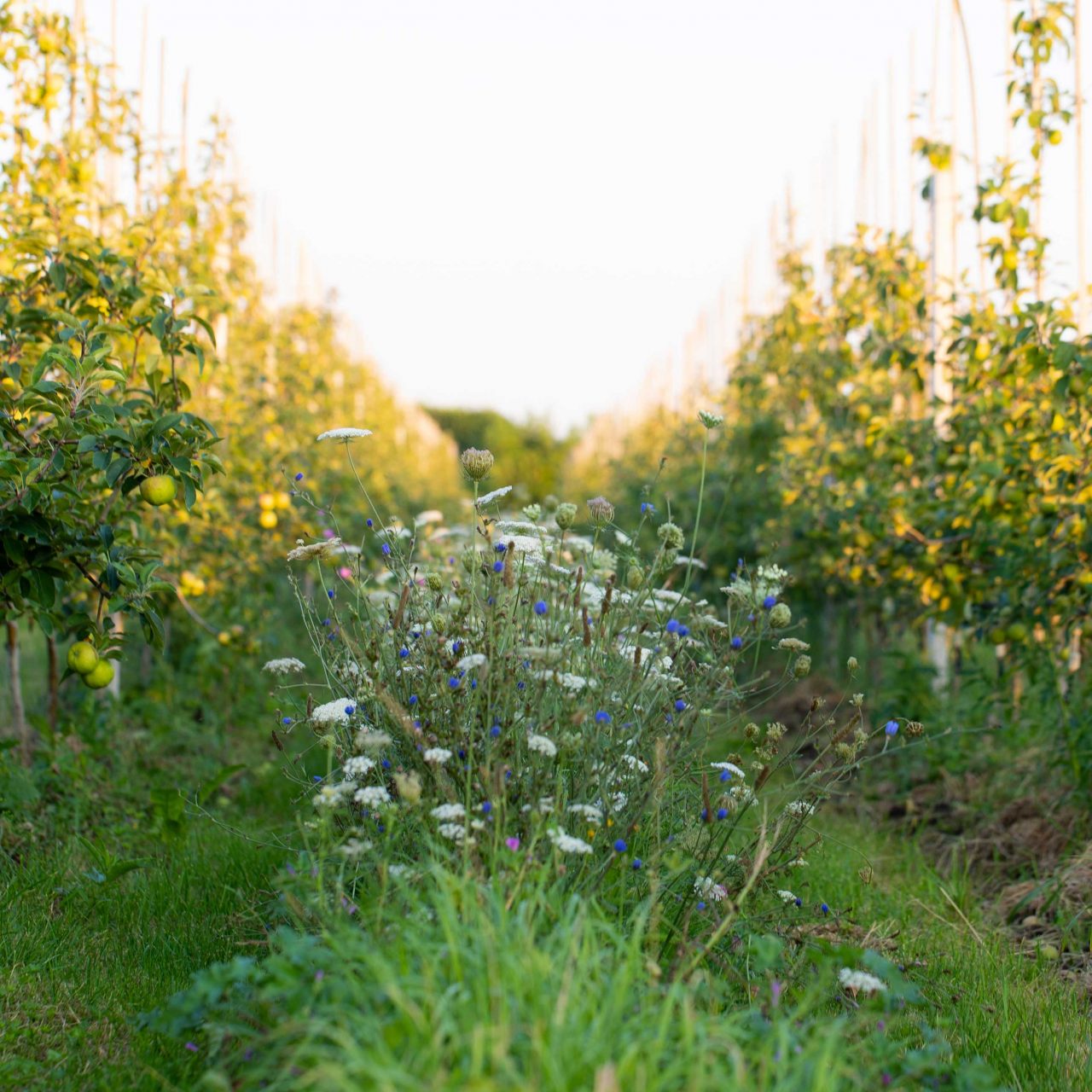 Regenerative Landwirtschaft