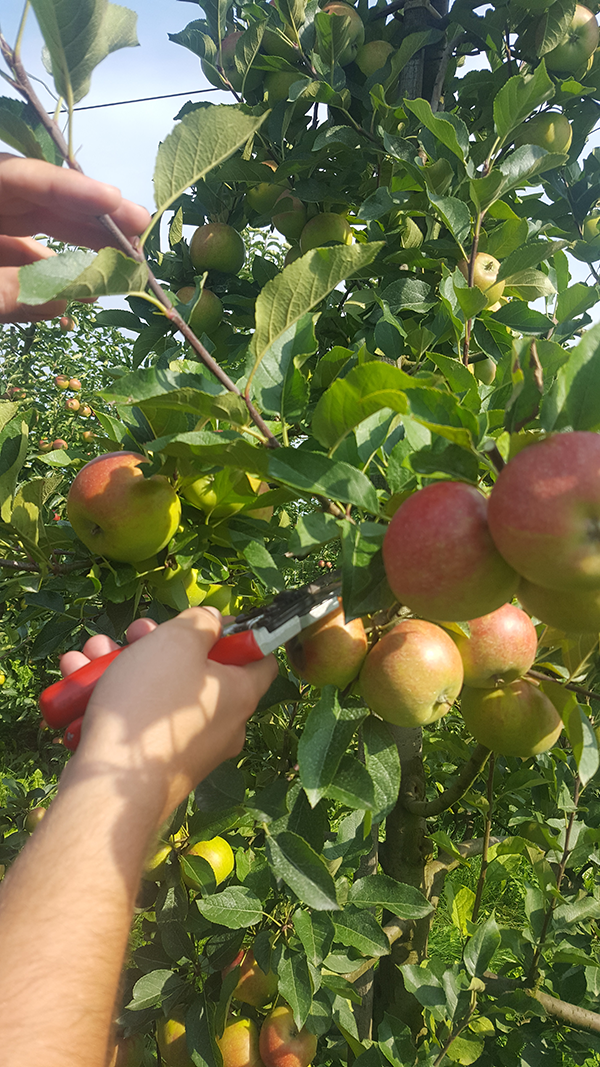 Apfelbaumpflege